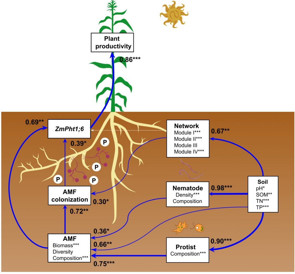 土壤性质,amf-原生生物/线虫互作对amf定殖,磷转运蛋白和植物生产力的